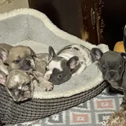 French bulldogs