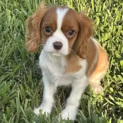 Cavalier King Charles Spaniel