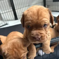 Classic Dogue De Bordeaux Puppies