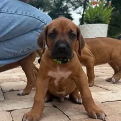 Rhodesian Ridgeback Puppies for sale