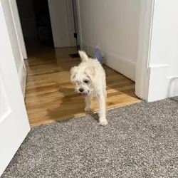 White Maltipoo Puppy