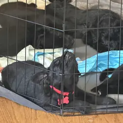 Male Belgian malinois/ goldendoodle