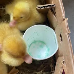 Baby lemon ducks