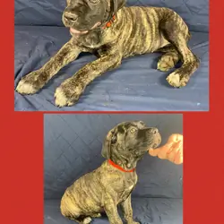 Cane Corso Pulppies- AKC & ICCF Registered