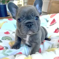 French bulldog