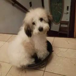 Miniature Golden Doodle