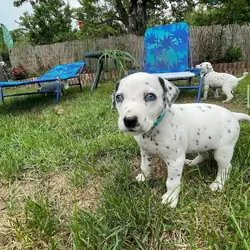 Two Dalmatian Puppies