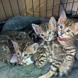 Bengal Kittens