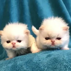 Himalayan Kittens with European Roots