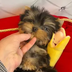 Yorkie Puppy