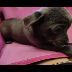 Chihuahua Puppies