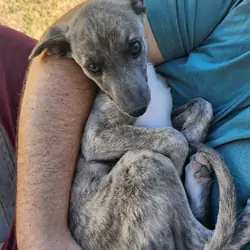 Pure Breed Whippet Puppies for Sale