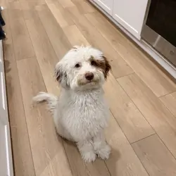 Goldendoodle