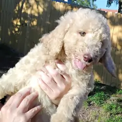 Goldendoodle