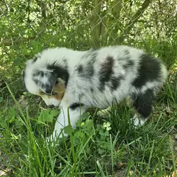Australian Shepherd Puppies For Sale