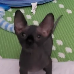 Sphynx for rehomeing  beautiful