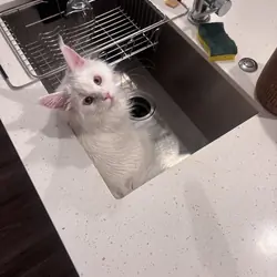 All White Maine Coon