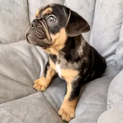 French and english mix puppies