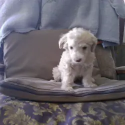 Poodle pup looking for new home