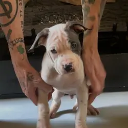 Pitbull puppies