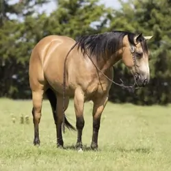 Buckskin Quarter Horse gelding