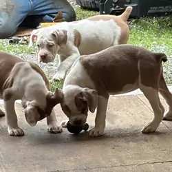 Old English bulldggie puppies