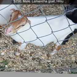 Male Lamancha Goat