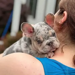 French Bulldog puppies looking
