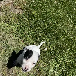 Jade – Female Pitbull Puppy