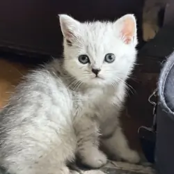 8 week old 1/2 British Shorthair Kittens