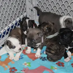 Pug/pitbull mixed puppies