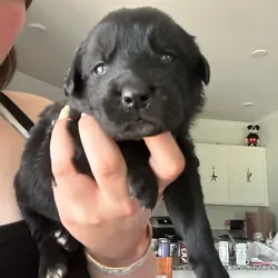 Golden Shepherd Puppies