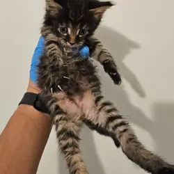 Maine coon kittens