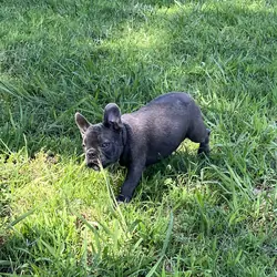 French Bulldog