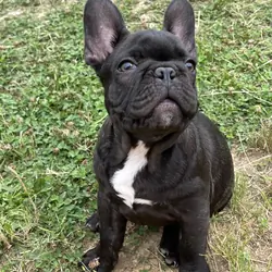 French Bulldog pup