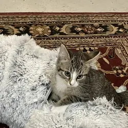 Kitten