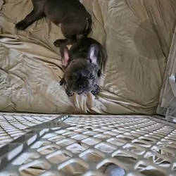 Frenchie