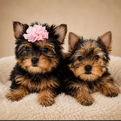 Teacup Yorkie