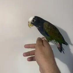 Pionus parrot
