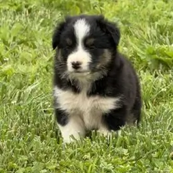 Puppies