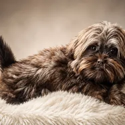 Shih Tzu