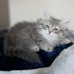 Cute Cat