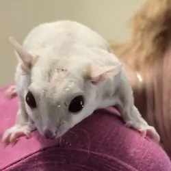 Male Cremino Sugar Glider
