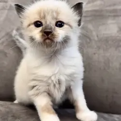Ragdoll Kittens