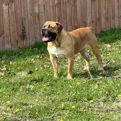 South African Boerboel Male