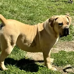 2 Year Old Female Boerboel
