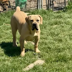 Female Boerboel For Sale