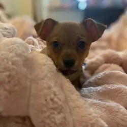 Deer head chihuahua puppy
