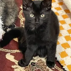 Black 12 week female Kitten