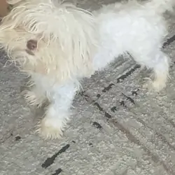 LOUIE